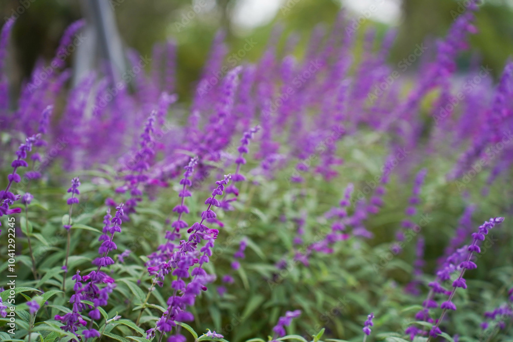 Beautiful purple flowers of Salvia farinacea. the mealycup sage, mealy sage.