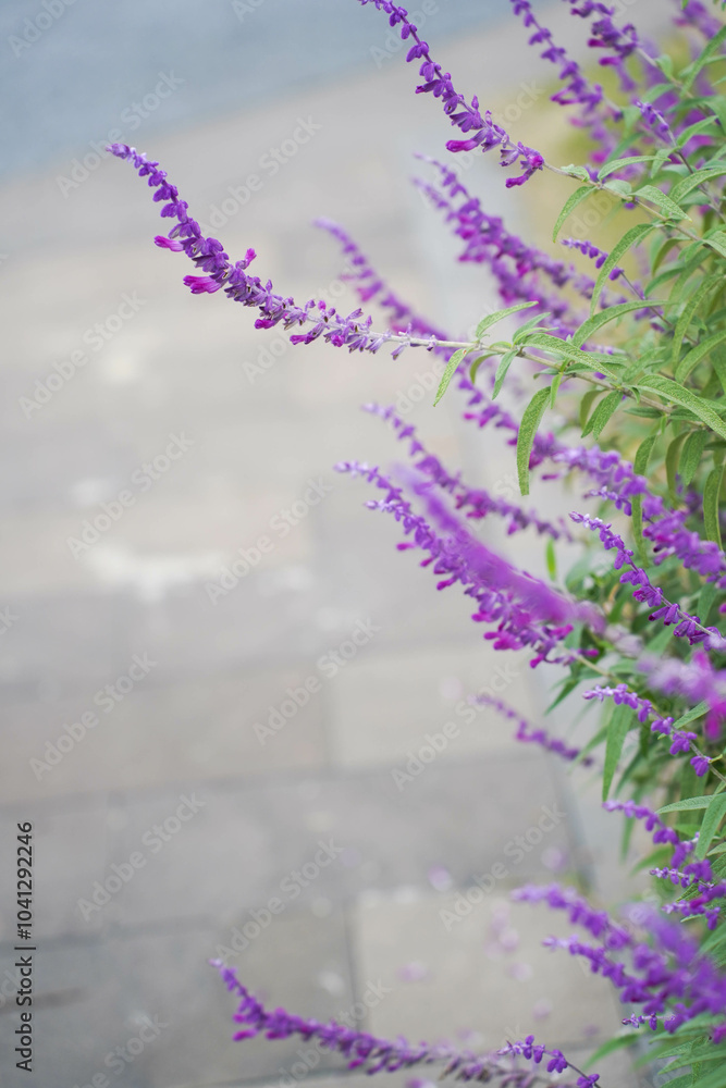 Beautiful purple flowers of Salvia farinacea. the mealycup sage, mealy sage.