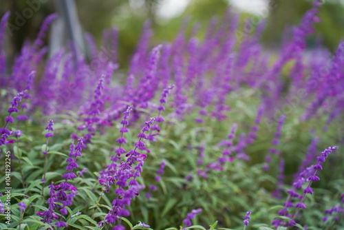 Obraz na płótnie Beautiful purple flowers of Salvia farinacea. the mealycup sage, mealy sage. w salonie