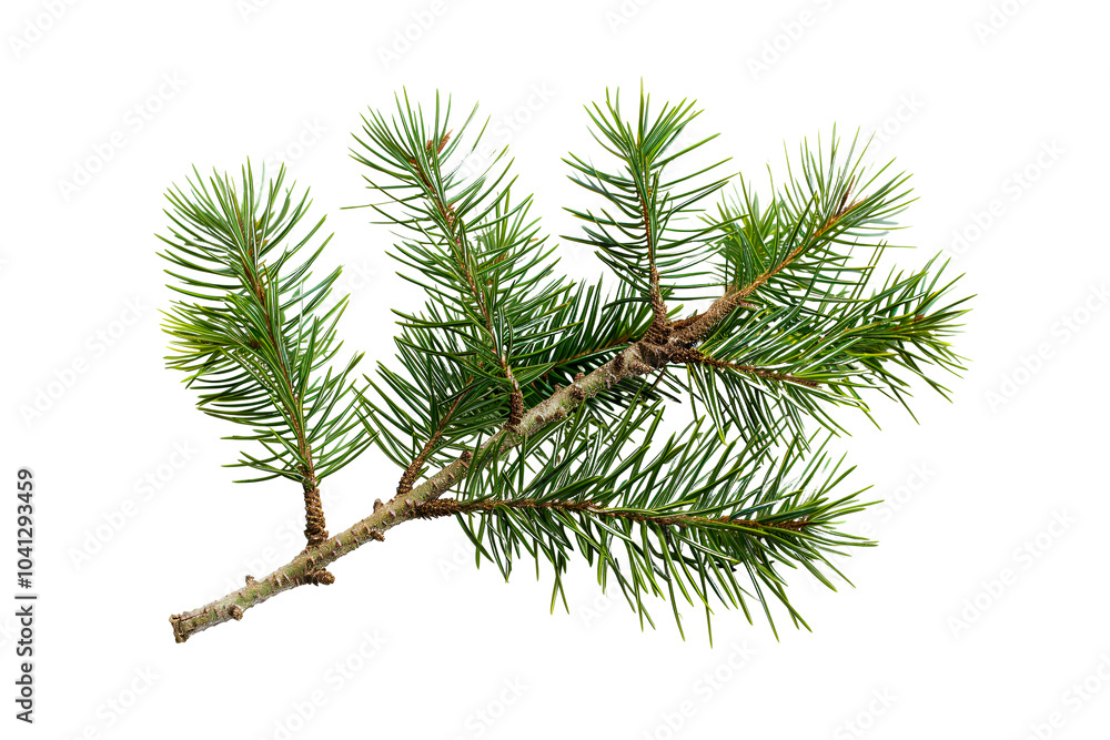 Christnas pine branch with cones isolated on white Christnas pine branch with cones isolated on white
