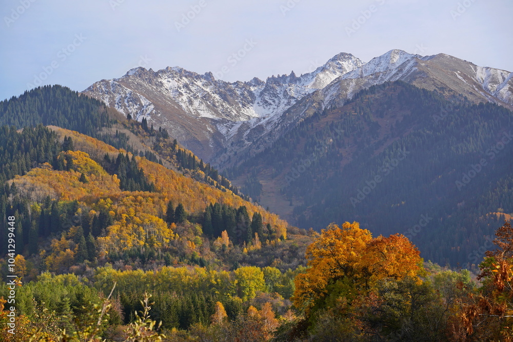 A mountainous area with various trees and fir trees. Akbulak Gorge. Autumn. Yellow leaves. A mountainous area with various trees and fir trees. Akbulak Gorge. Autumn. Yellow leaves.