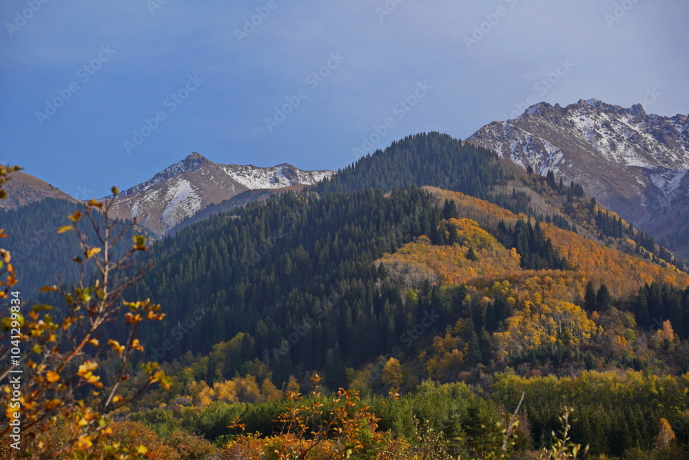 A mountainous area with various trees and fir trees. Akbulak Gorge. Autumn. Yellow leaves. A mountainous area with various trees and fir trees. Akbulak Gorge. Autumn. Yellow leaves.