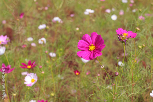 field of blooming cosmos flowers in sunny autumn days