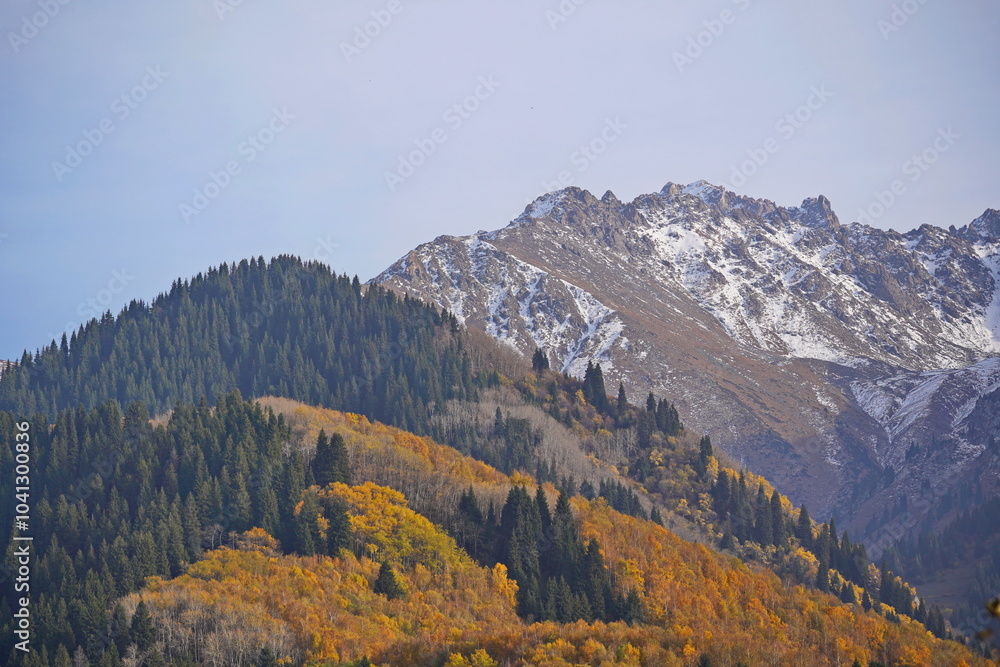 A mountainous area with various trees and fir trees. Akbulak Gorge. Autumn. Yellow leaves. A mountainous area with various trees and fir trees. Akbulak Gorge. Autumn. Yellow leaves.