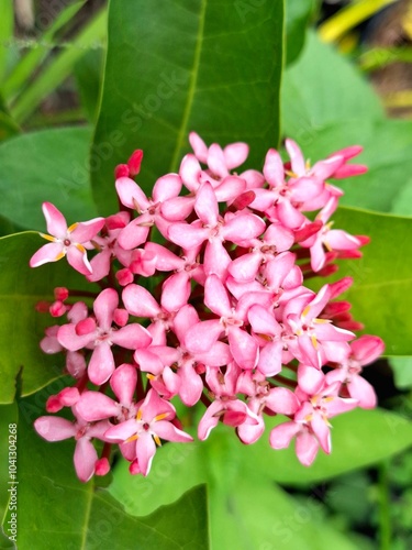 pink asoka flower green leaves