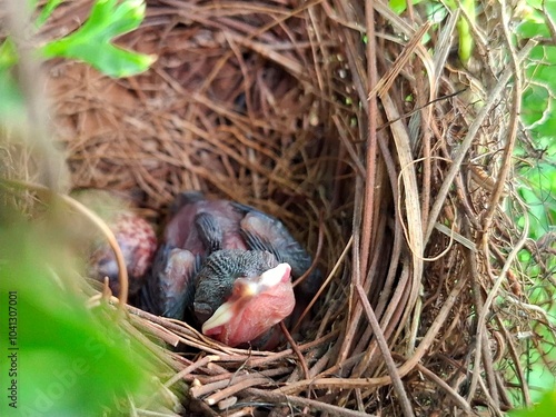 Baby bird nests are made from dry straw