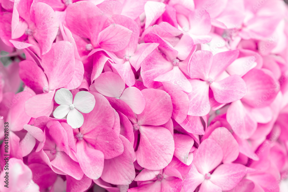 Pink flowers close up. Bouquet of purple flowers. City flower beds, a beautiful and well-groomed garden with flowering bushes. Pink flowers close up. Bouquet of purple flowers. City flower beds, a beautiful and well-groomed garden with flowering bushes.