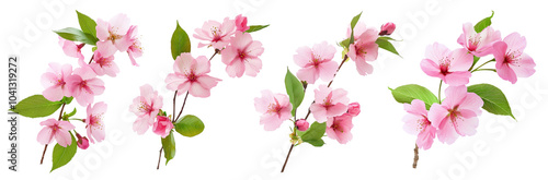 High-Quality PNG of Spring sakura cherry blossom; branch with blooming flowers. Japanese flowers. Isolated on White Background – High Resolution