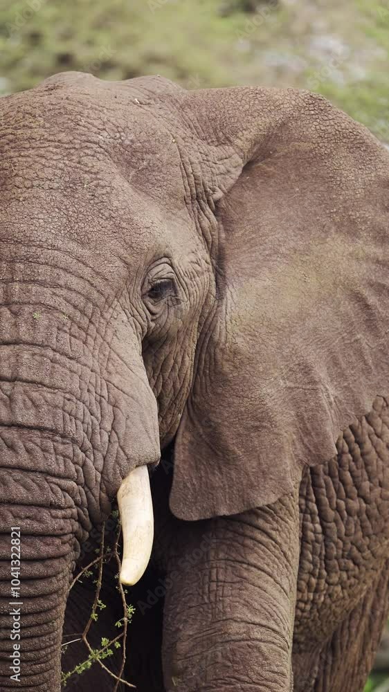 African Elephant Eating Close Up in Africa, Vertical Animal Video for Social Media, Instagram Reels and Tiktok of Elephants Feeding in Tanzania in Serengeti National Park African Elephant Eating Close Up in Africa, Vertical Animal Video for Social Media, Instagram Reels and Tiktok of Elephants Feeding in Tanzania in Serengeti National Park