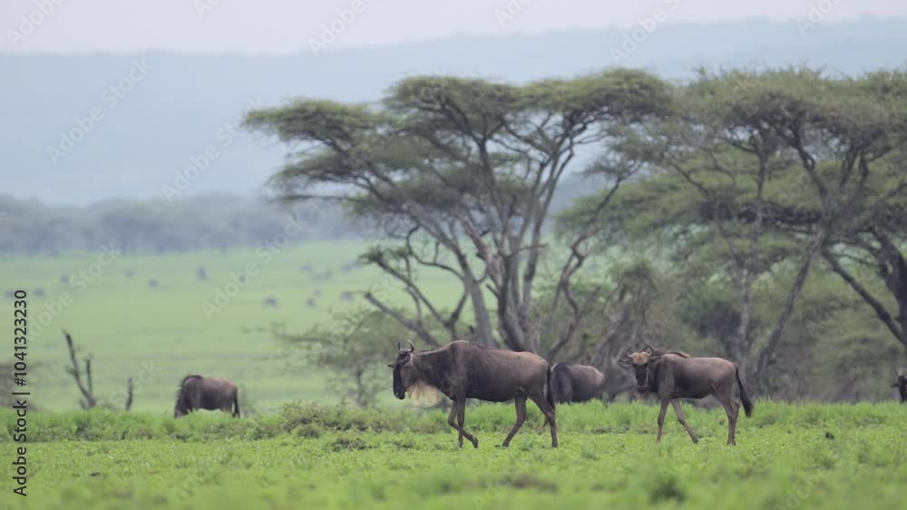 Slwo Motion Wildebeest Walking in Serengeti Plains in Africa in Tanzania, Wildebeest Herds Migrating on Migration Past Trees in the Serengeti National Park Plains Scenery in Beautiful Forest Landscape Slwo Motion Wildebeest Walking in Serengeti Plains in Africa in Tanzania, Wildebeest Herds Migrating on Migration Past Trees in the Serengeti National Park Plains Scenery in Beautiful Forest Landscape
