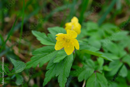 Close-up of vibrant white Anemonoides ranunculoides, the yellow anemone, yellow wood anemone, or buttercup anemone flower in spring sunlight with green leaves, captured at low angle in natural garden  photo