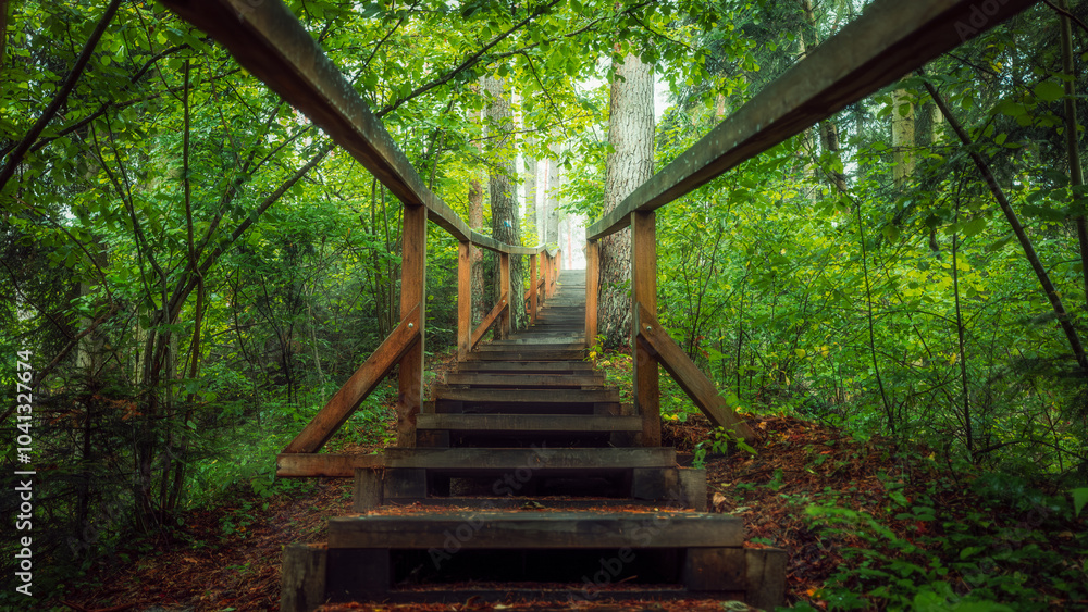 Wooden stairs in a dense forest. Walking path. Czartowe Pole Nature Reserve, Roztocze, Poland