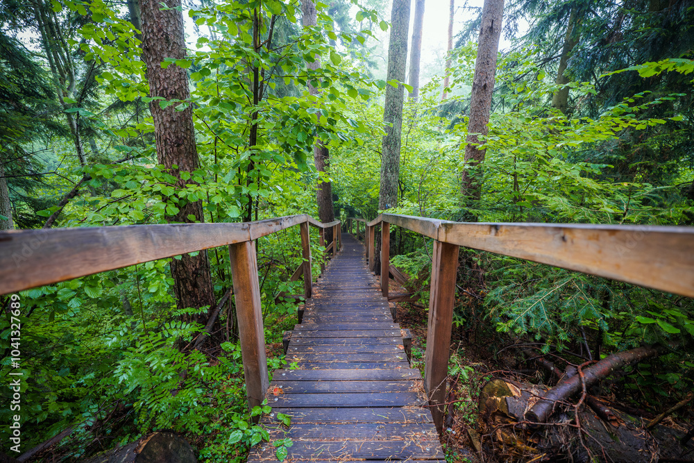 Wooden stairs in a dense forest. Walking path. Czartowe Pole Nature Reserve, Roztocze, Poland