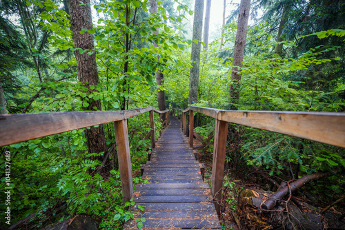 Obraz na płótnie Wooden stairs in a dense forest. Walking path. Czartowe Pole Nature Reserve, Roztocze, Poland w salonie