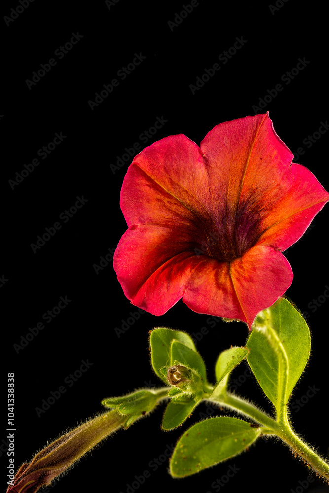 Fototapeta premium Closeup of beautiful orange petunia jver black background.