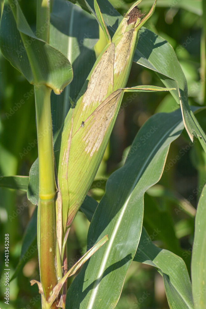 Corn field. Corn on the bushes. Green field of corn with cobs. Agricultural field with rows of young corn plants Corn field. Corn on the bushes. Green field of corn with cobs. Agricultural field with rows of young corn plants
