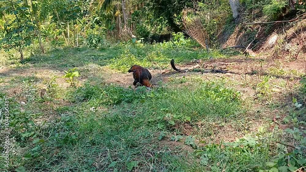 Chickens in the garden of a traditional chicken farm. Footage walking into the chicken coop. Chickens in the garden of a traditional chicken farm. Footage walking into the chicken coop.