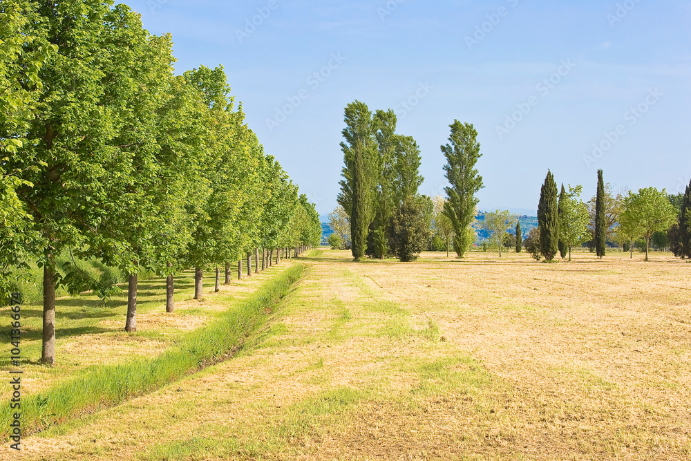 Springtime tuscan countryside with agricultural field (Tuscany - Italy) Springtime tuscan countryside with agricultural field (Tuscany - Italy)