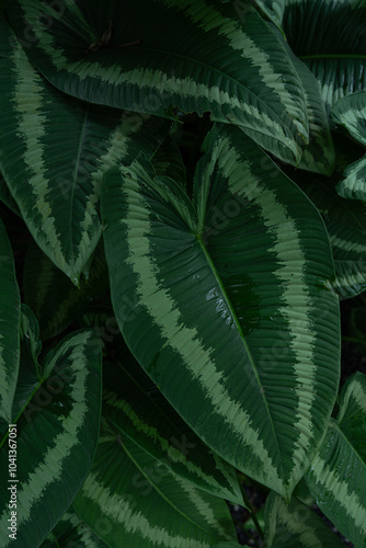 closeup nature view of green leaf texture, dark wallpaper concept, nature background, tropical leaf.