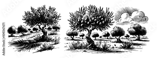 mature olive trees in field hand-drawn black vector landscape
