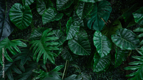 Full Frame of Green Leaves Pattern Background, Nature Lush Foliage Leaf Texture, tropical leaf.