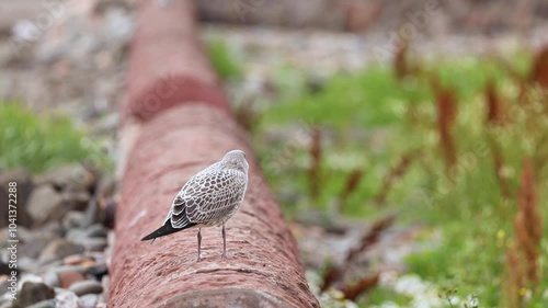 Lesser Black-backed Gull on Pipe photo