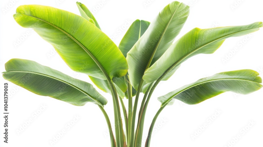 Fototapeta premium Lush Banana Plant with Tall Stems and Broad Leaves