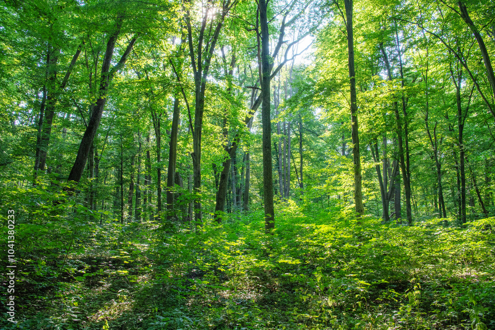 Sunlight in the green forest, spring time Sunlight in the green forest, spring time