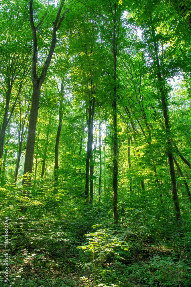 Sunlight in the green forest, spring time Sunlight in the green forest, spring time