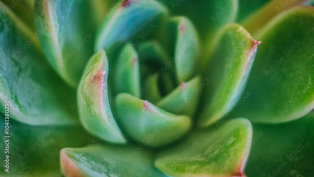 Close-up of a vibrant green succulent plant.