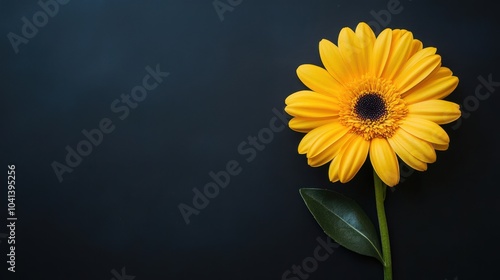 Yellow gerbera daisy on black background with space for copy text