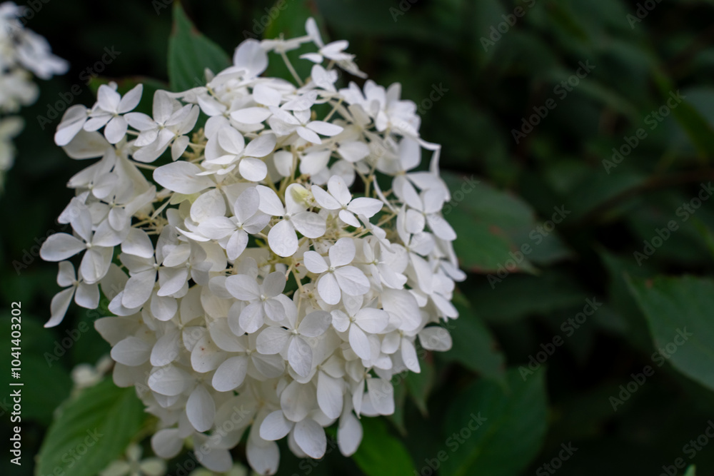 Close-up of beautiful white hydrangea flowers in a lush green garden. Concept of natural beauty, floral elegance, and gardening aesthetics on a calm summer day. High quality photo Close-up of beautiful white hydrangea flowers in a lush green garden. Concept of natural beauty, floral elegance, and gardening aesthetics on a calm summer day. High quality photo