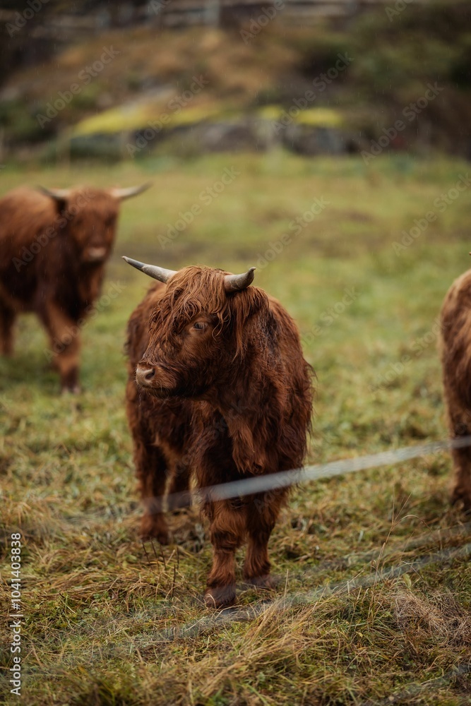 Highland cattle grazing in a green field, showcasing their shaggy coats. Drangedal, Norway Highland cattle grazing in a green field, showcasing their shaggy coats. Drangedal, Norway