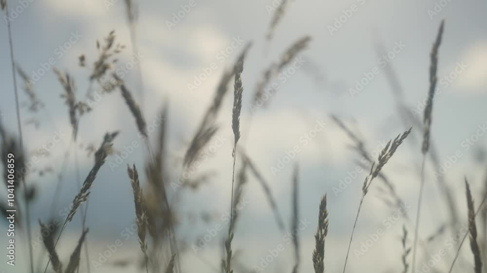 Close up shot of blades of grass Close up shot of blades of grass