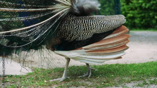 ajestic peacock stands proudly with its vibrant feathers fully fanned out, displaying stunning blue and green eyespots. The bird poses elegantly on a sandy path with lush greenery in the background. photo