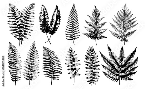 Set of black and white illustrations of sprouts, fronds, leaves, and stems from ferns.