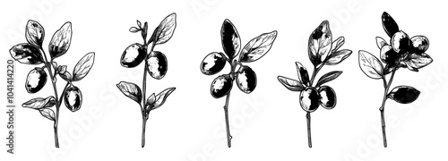 Drawings of fresh and dried goji berries in monochrome and color