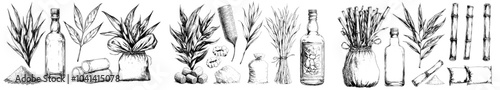 Sketch of a sugar cane harvest, sugar cubes, stalks and sweet leaves organic plants, and a vintage modern illustration of rum. Product for alcohol drink manufacturers.