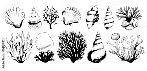 Marine collection with seashells, corals, stars, and sea weed isolated on white. Colorful flat modern illustration of seabed flora and fauna.