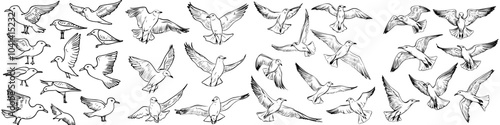 Handdrawn seagulls realistic sketch, seagulls birds, modern sketch illustration