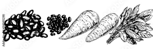 Hand-drawn realistic drawing of turtle bean pods. Black beans, grains, and flower isolated on white. Post-modern monochrome and colored illustration.