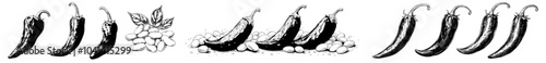 The hand drawn realistic pods of turtle beans are isolated on a white background. The detailed drawing shows the colorful and monochrome black beans. The ripe natural seeds of the edible plant make