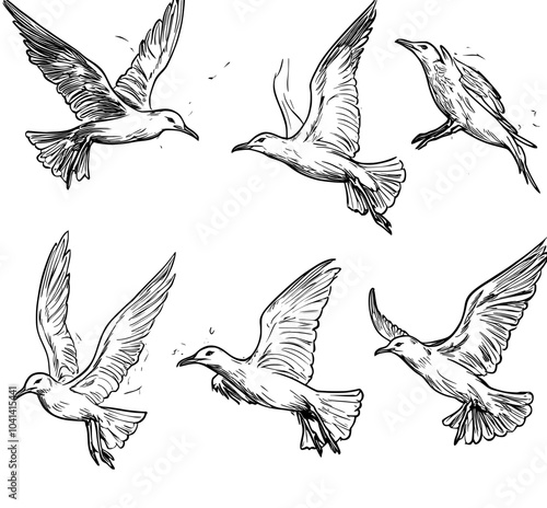 The outline of seagulls in black on a transparent background is based on a hand drawn illustration turned modern.