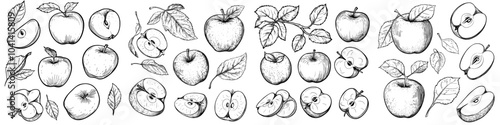 Sketches of apples and leaves. Modern illustrations with whole and cut fruits. Vintage engraving. Collection of isolated objects.
