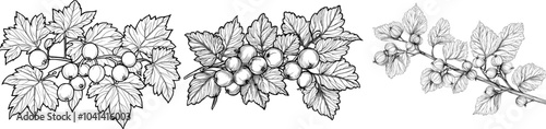 An outline vintage botanical drawing of a gooseberry branch with berries and a leaf. Hand-drawn modern illustration isolated on white.