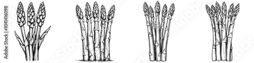 Isolated hand-drawn modern illustration of white asparagus sprouts. Line drawing of food plant stalks. Old-style engraving of sparrow grass stems.