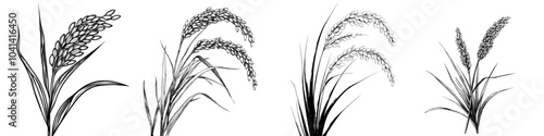 A detailed drawing of Oryza on a white background with contoured hand-drawn botanical illustrations.