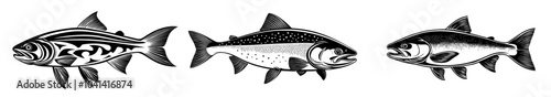 Modern black and white monochrome isolated image of trout and fish.