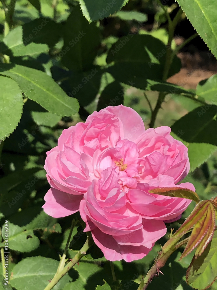 Obraz premium pink roses in garden