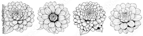 An aster or chrysanthemum sketch. An element in black and white. The drawing is realistic, but in a simplistic style.